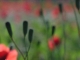 Galerie photos Coquelicots boutons